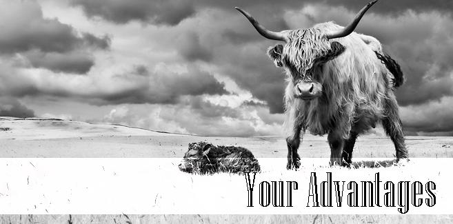 Your Advantages